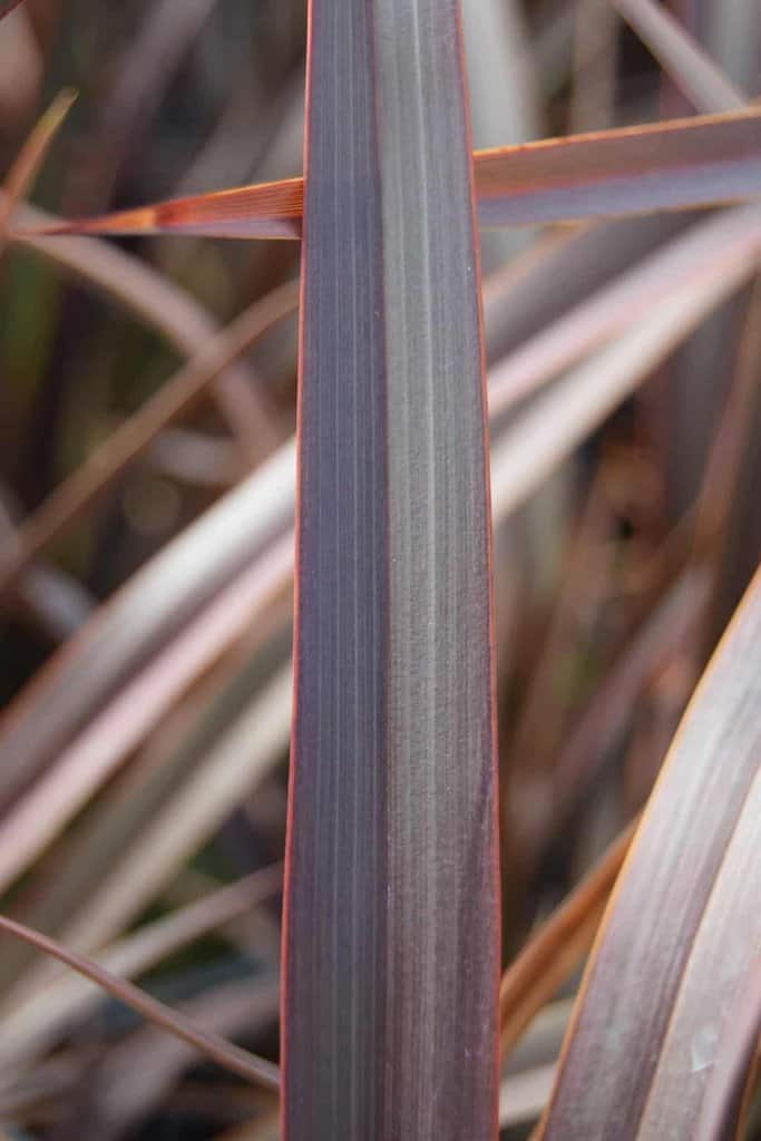 Phormium 'Bronze Baby' 40-60 cm